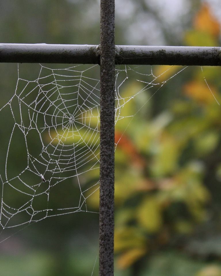 Gutterzaun, Tau und Spinnennetz