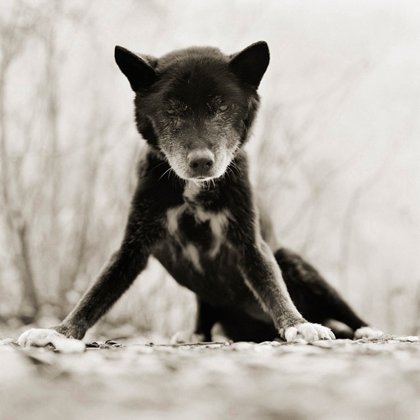 Blue, australischer Kelpie, 19 Jahre alt.