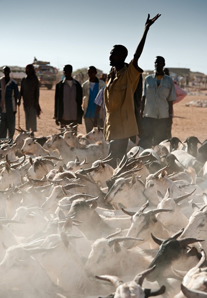 Auf dem Viehmarkt in Burco, Somaliland,  wechseln täglich tausende Tiere - insbesondere Ziegen und Schafe - den Besitzer.