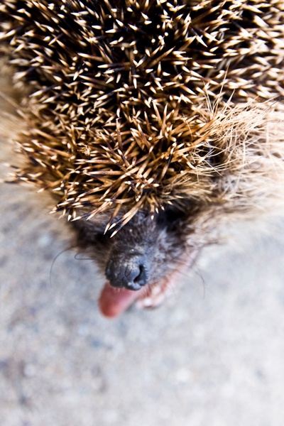 Igel und Frösche helfen bei der Bekämpfung von Fröschen