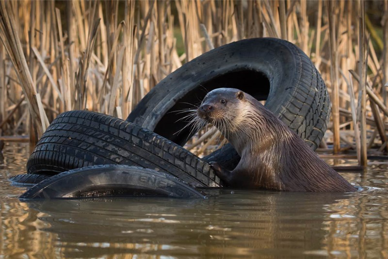 Ein Otter vor alten Autoreifen im Wasser.