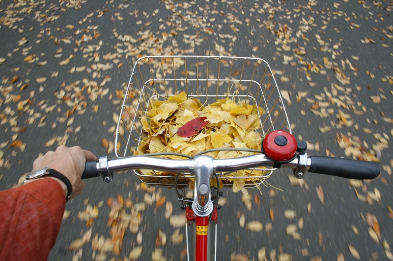 Ein Fahradlenker und eine Fahrradkorb voller Herbstlaub.