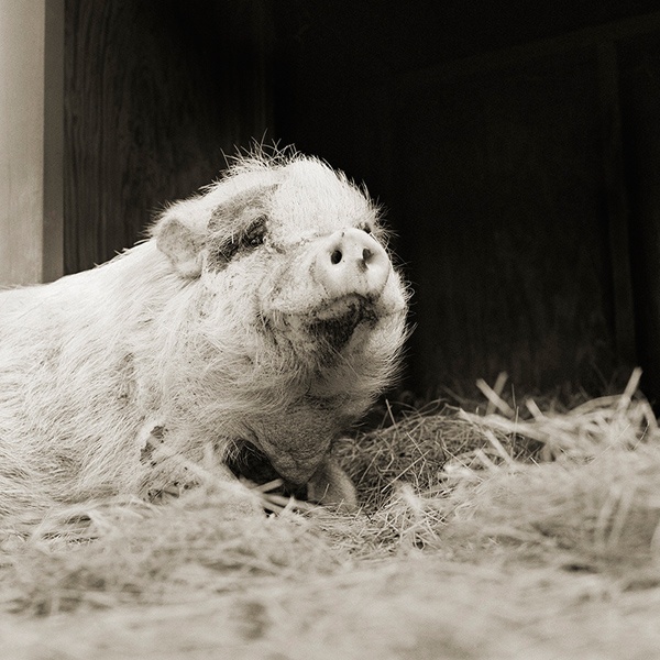 Violet, Hängebauchschwein, 12 Jahre alt.