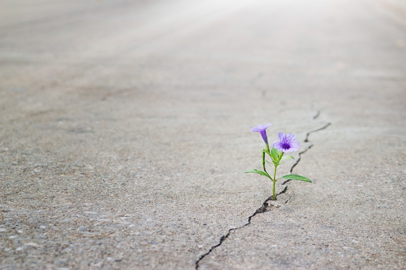 Eine kleine lila Blume wächst durch einen Riss in einer betonierten Straße.