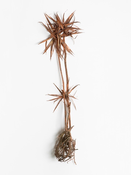 Abbildung einer vertrockneten Palme, von Wurzel bis Blättern