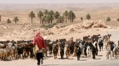 Hirte mit Ziegenherde in der Wüste 