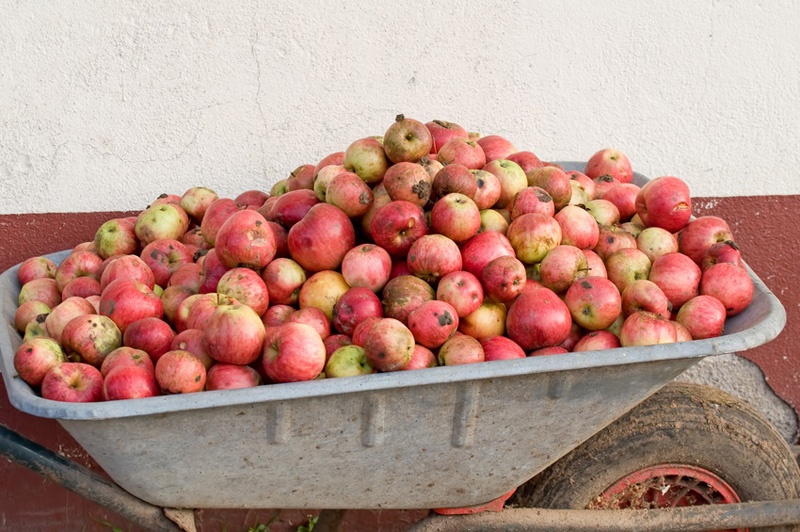 Eine Schubkarre voll mit frisch geernteten roten Äpfeln.