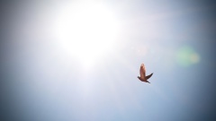 Eine Taube fliegt am Himmel.