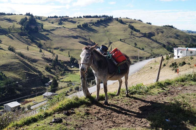 Franklins Esel auf dem Weg nach Salinas