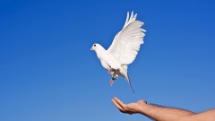 Eine weiße Taueb fliegt aus einer ausgestreckten Hand.