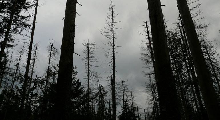 Waldsterben 