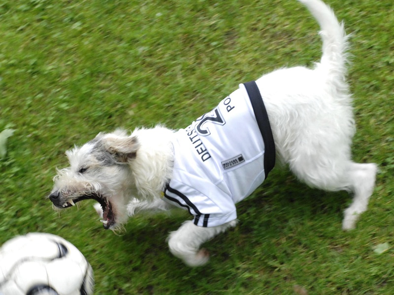 Hund im Fußballtrikot