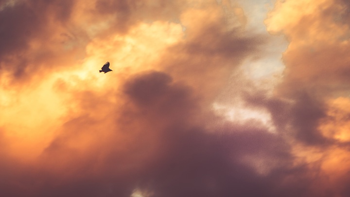 Ein Vogel fliegt am Himmel bei Sonnenuntergang.