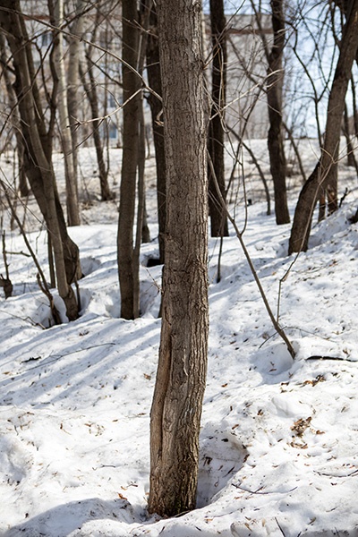 Der Baum, an den Viktoria gebunden wurde. 