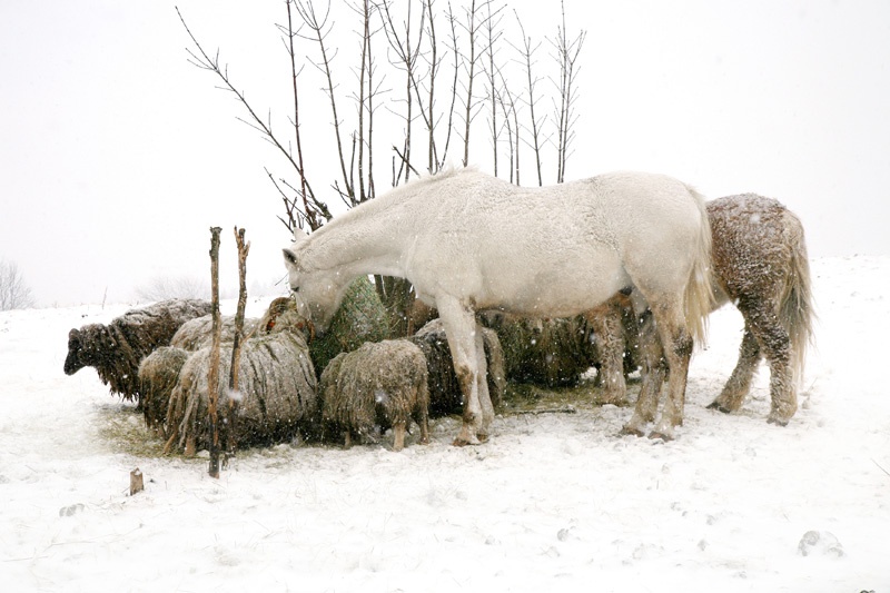 Schafe und Pferde stehen im Schnee an einer Futterkrippe.