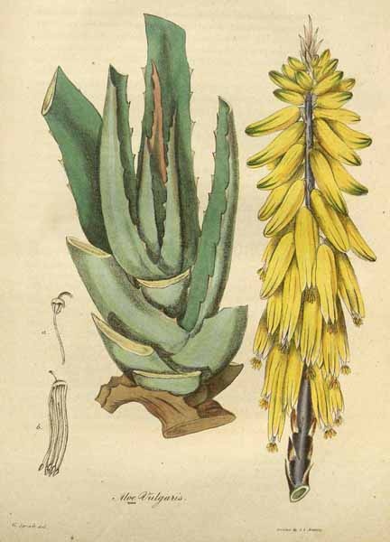 Heilpflanzen aus der Bibel - Aloe