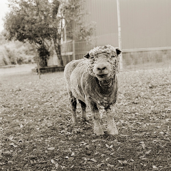 Phyllis, Southdown-Schaf, 13 Jahre alt.