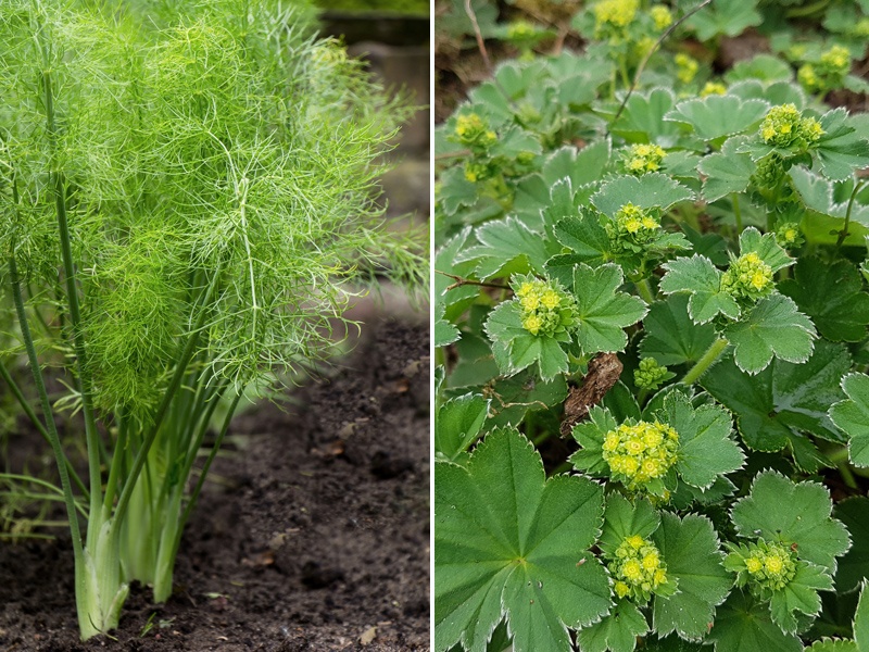 Fenchel und Frauenmantel