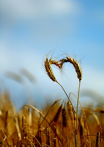 Weizenähren auf einem Feld.