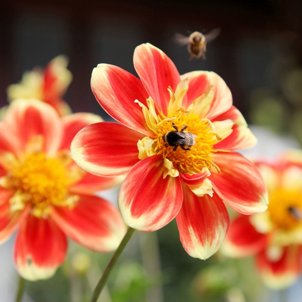 Denken Sie schon jetzt an den Sommer und pflanzen Sie Lilien, Gladiolen und Dahlien in Töpfe, Tröge oder ins Beet.