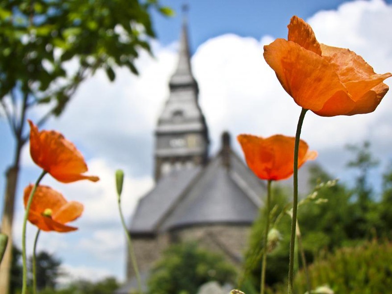 Frühlingsblumen