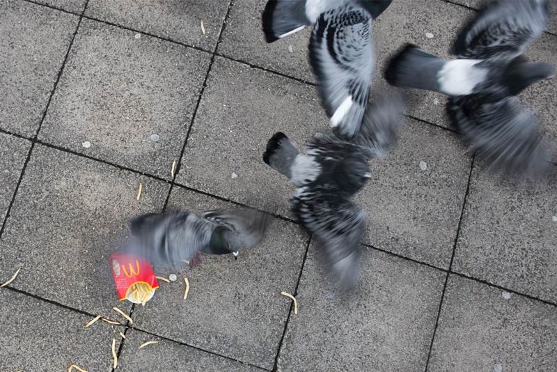 Tauben fliegen über eine weggeworfene Pommestüte.